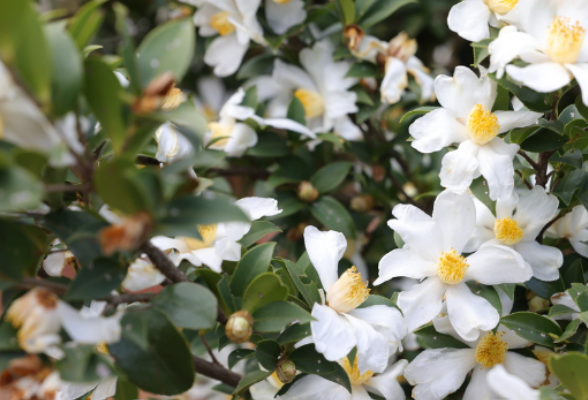 衡山：油茶花开似霜雪 繁花似锦兆丰年