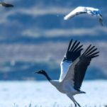 美丽中国丨万鸟翔集 草海越冬