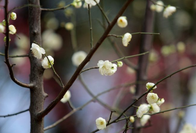 打卡！春节里的浪漫 就在省植物园→