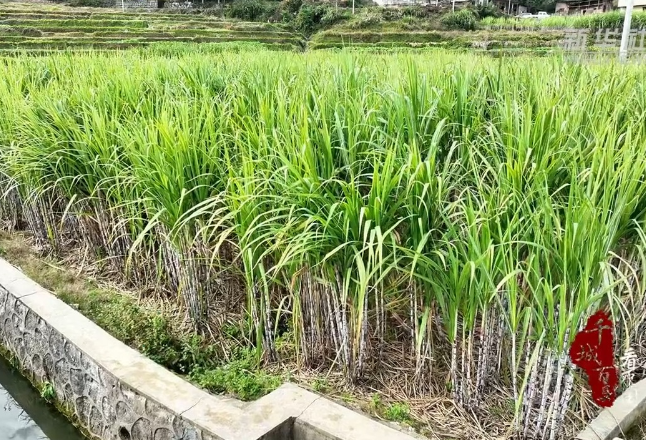 千城百县看中国丨湖南隆回：古法红糖熬出“甜日子”