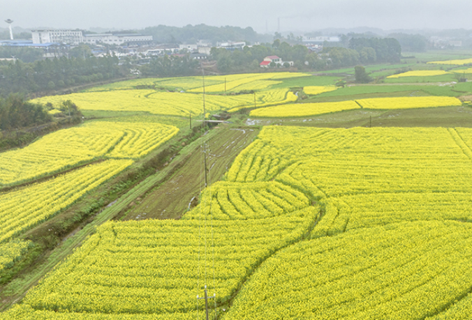 湘潭县：油菜花开“金”满地