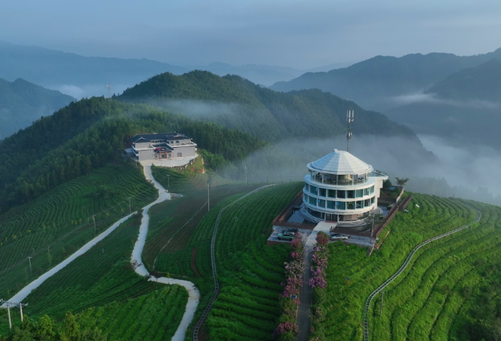 春茶采摘正当时 非遗工坊铸茶香