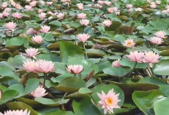 湖南大通湖：初夏睡莲绽放