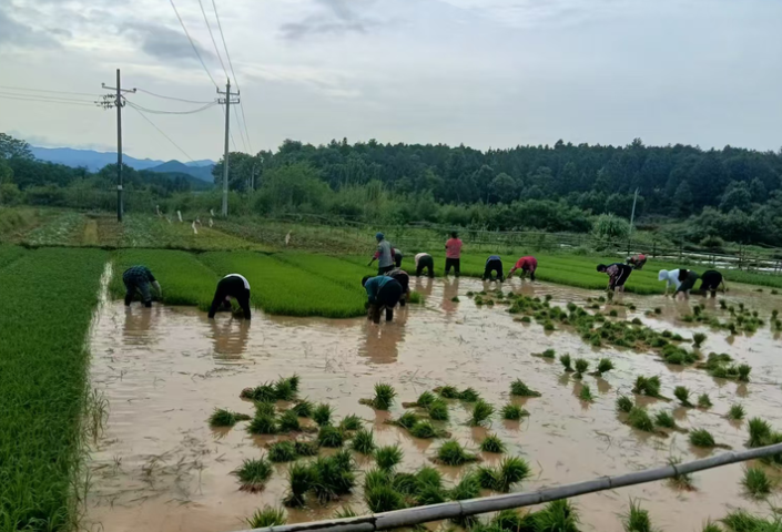 零陵区机械人工齐上阵 田间地头插秧忙