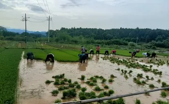 零陵区机械人工齐上阵 田间地头插秧忙