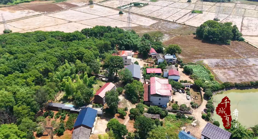 电商助力 “订单”粽子销售旺