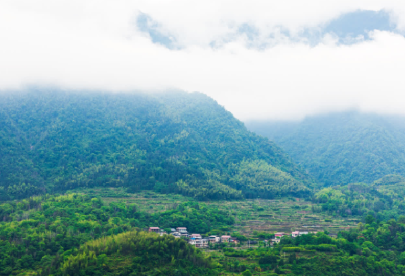 湖南东安：舜皇山云雾茶香引客来