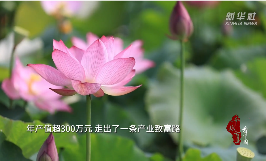 祁阳：夏日荷韵 产业生金