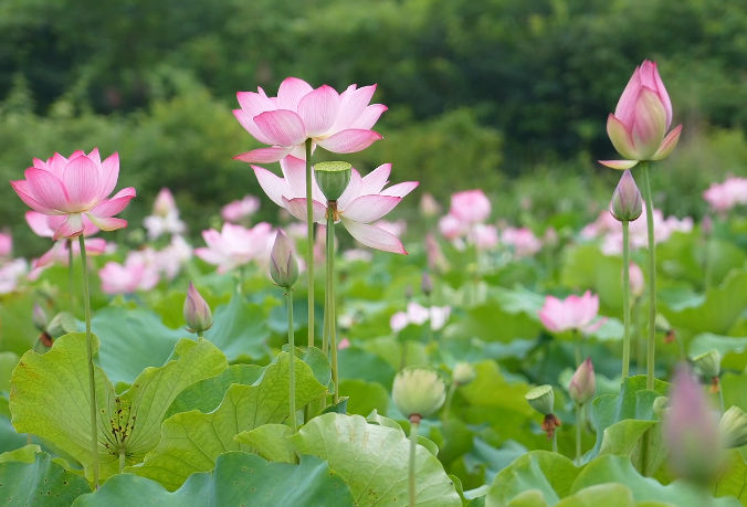 千城百县看中国｜湖南双清：盛夏将至寻荷去