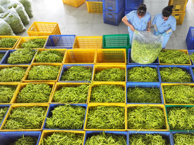祁东县：黄花菜采收加工忙