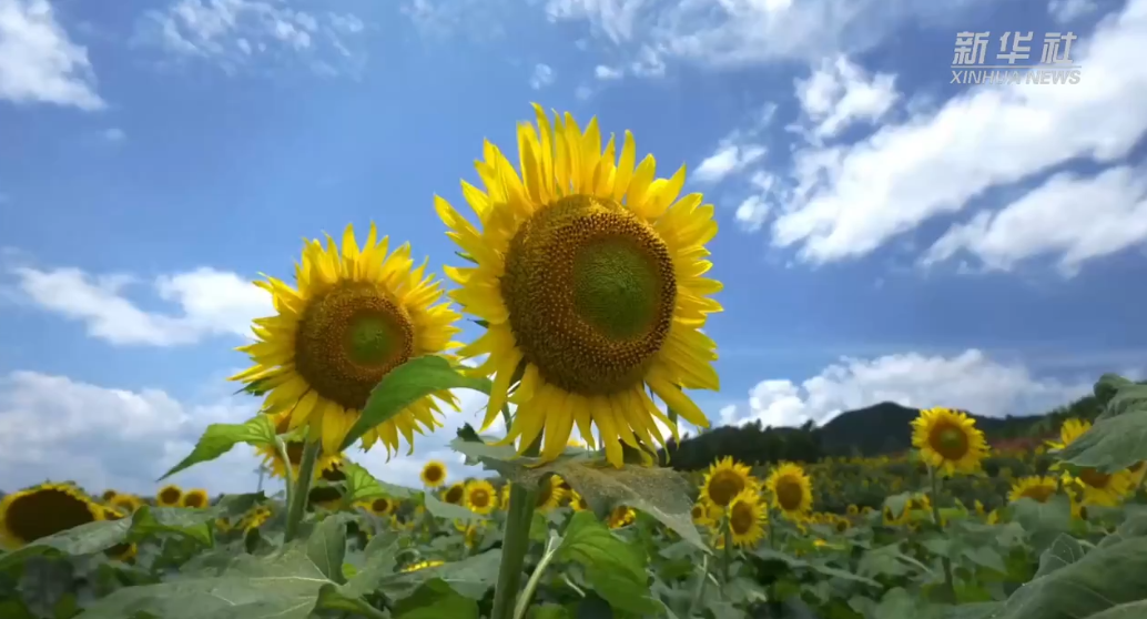 汝城：葵花朵朵向阳开