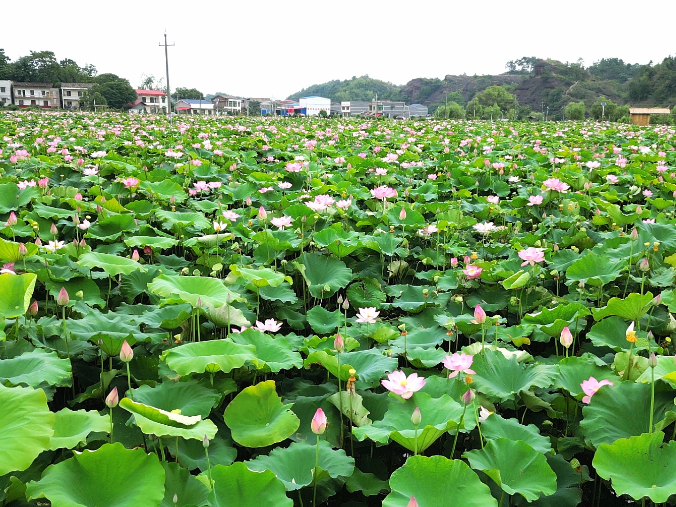 碧浪飘香涌千年 湖南湘潭县“莲”通产业致富路