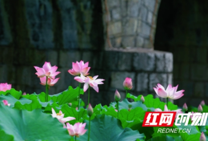 中方：“荷”你相约诗意盛夏