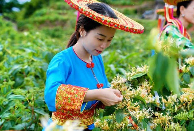 湖南隆回：金银花产业链产值突破40亿元