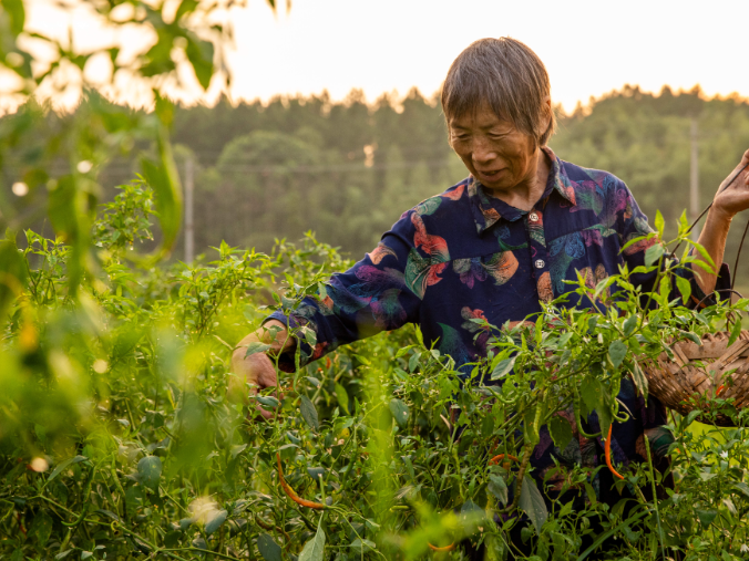 小辣椒大产业，黄贡椒成衡东县乡村振兴“金名片”