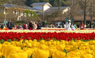 抓住20℃晴好天气！长沙园林生态园40万株郁金香迎来最佳观赏周