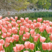 花海错过要等一年，这份长沙赏春地图请收好