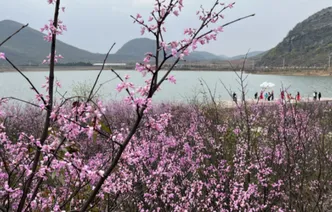“赏花经济”绽放乡村振兴新图景