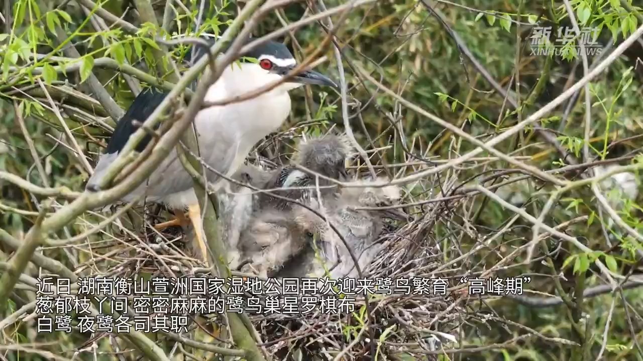 衡山进入鹭鸟繁育“高峰期”