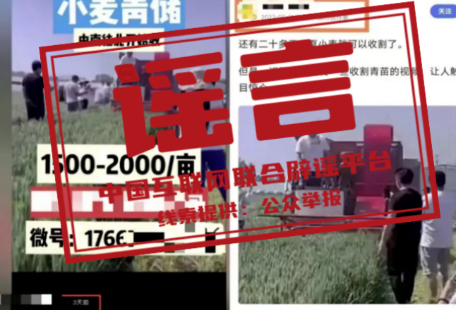 “收割未成熟小麦作青贮饲料”不实