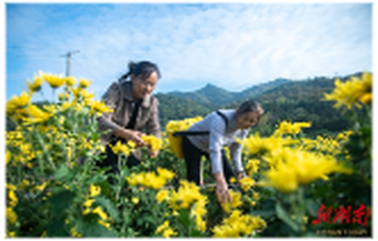 Lianyuan City Develops Golden Chrysanthemum Industry