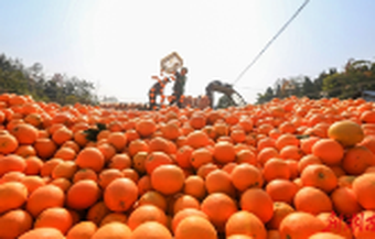 Fresh Liye Navel Oranges Hit the Market