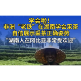 非洲“老铁”在湖南学会采茶 自信展示采茶正确姿势
