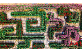 "Flower Economy" Boosts Rural Tourism in Shaodong Countryside