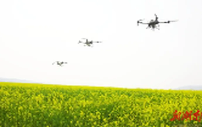 Drones Used to Enhance Canola Field Management