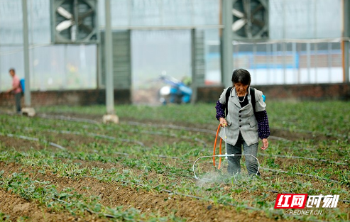 资兴：特色水果产业 助力乡村振兴