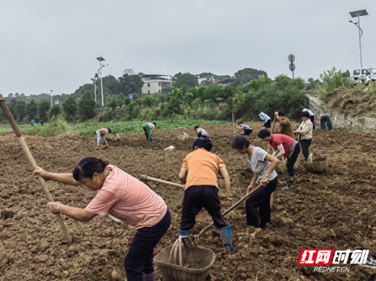 永兴县马田镇：紧抓秋冬播种季 油菜育苗正当时