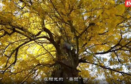 宜章：千年银杏披“金甲” 古树盎然展新姿