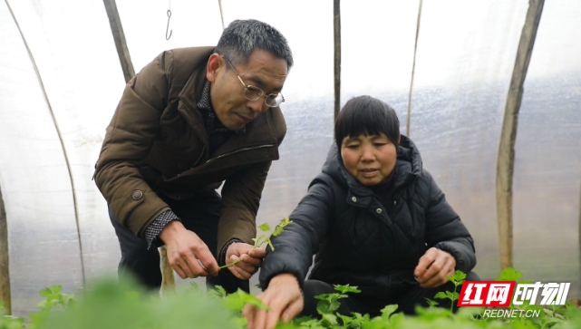 宜章县白石渡镇：多措并举托稳“菜篮子”