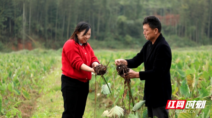 宜章县玉溪镇蕉溪村：香芋片成致富“金片片”