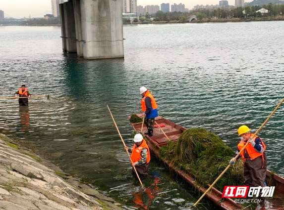 资兴：人机合作清理水草 为东江湾河道“美颜”