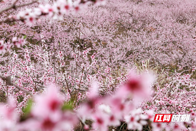 临武县：阳春三月桃花开 春色满园引客来