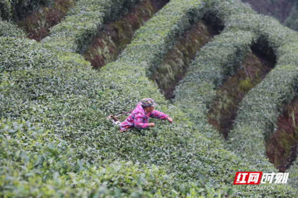 资兴市兴宁镇：春茶采茶制茶忙