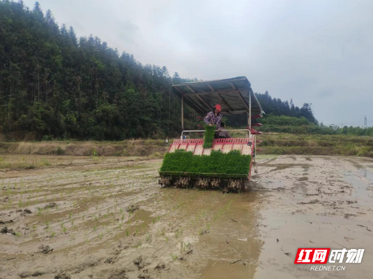 北湖区华塘镇：高速插秧机助力春播“加速度”