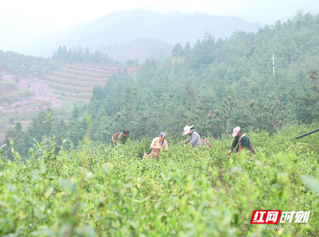 春茶采摘开启美丽乡村“茶经济”