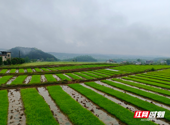 苏仙区飞天山镇：抛秧耕种入画来