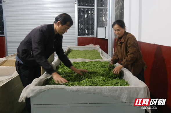 资兴市：清明茶飘香 制茶正当时