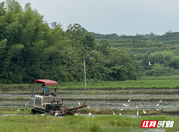 永兴县黄里村：乡村振兴稻香路 绿海扬波富农梦