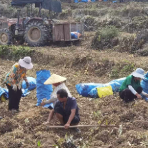 桂阳县太和镇：“地里生白玉” 村民笑开颜