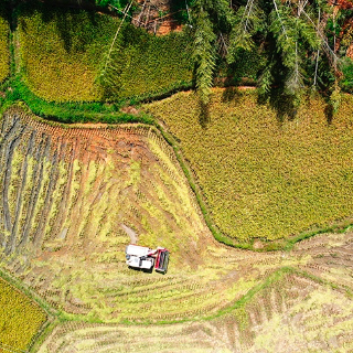 资兴八面山瑶族乡：抢收水稻 生产自救