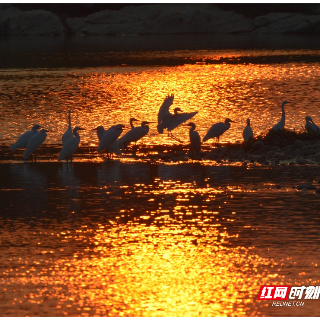 组图｜安仁：寒冬中夕阳与白鹭相融成景，美爆了！