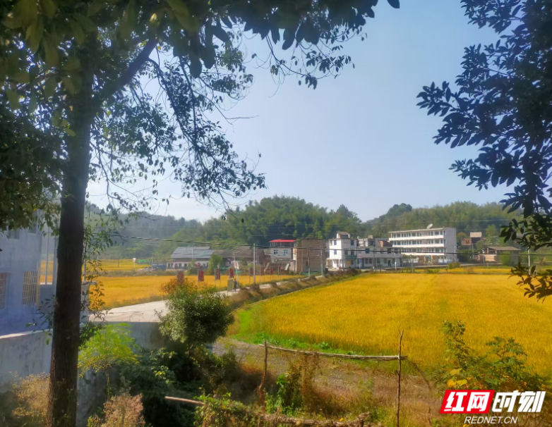 永兴县大村村治理之变：强了集体 富了村民 暖了民心