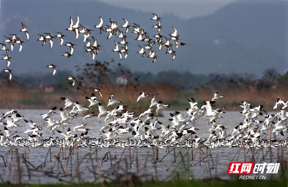 平江县黄金河国家湿地公园.jpg 平江县黄金河国家湿地公园.jpg