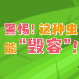 视频 | 警惕！这种虫能“毁容”！