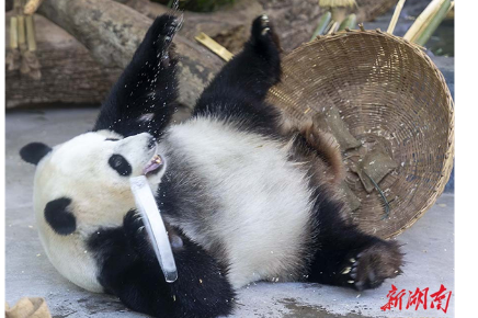 Changsha Ecological Zoo Helps Animals to Escape Summer Heat