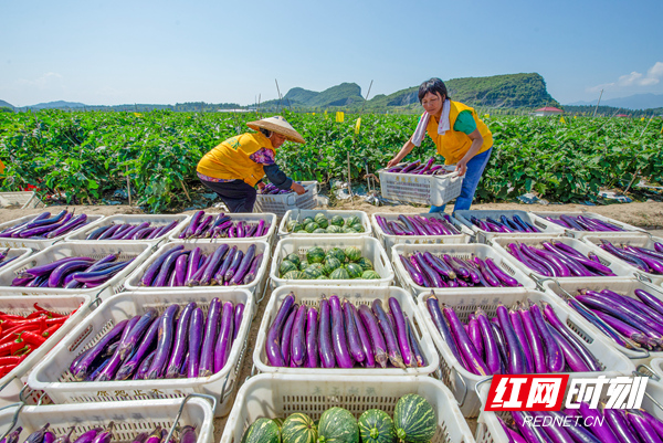 丰收.jpg 丰收.jpg